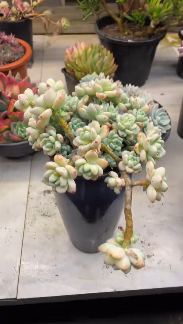 【闪购商品】116劳尔