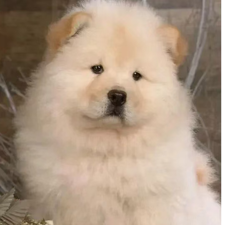 土松狮宠物可爱毛毛狮子适合家庭饲养