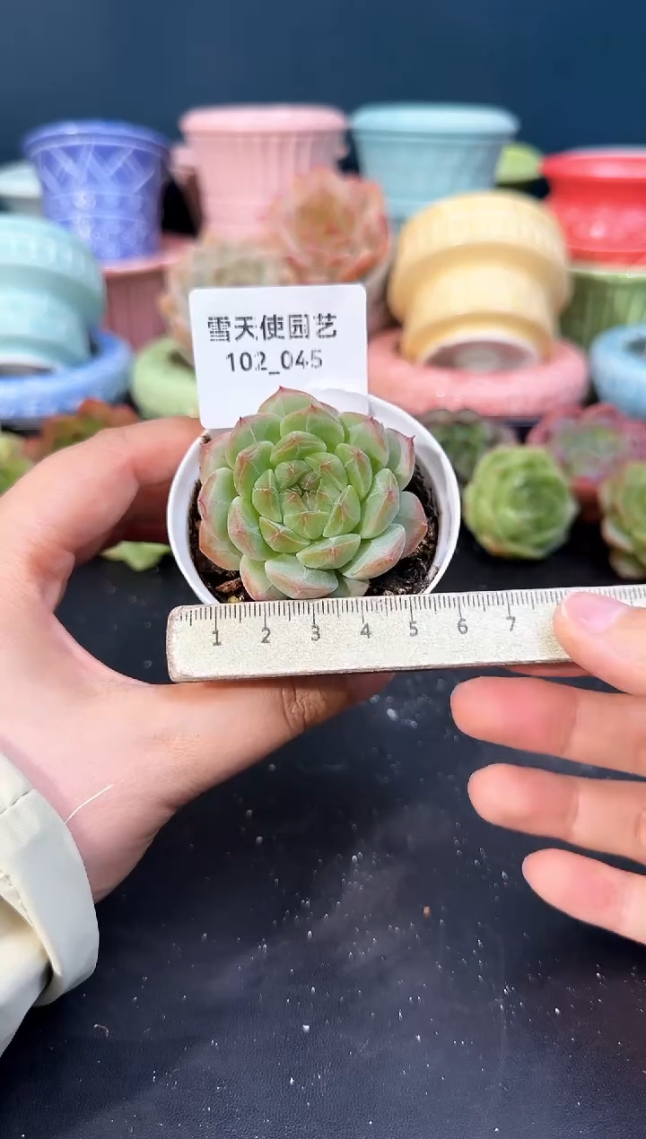 102-045  青山 （冠幅5cm）