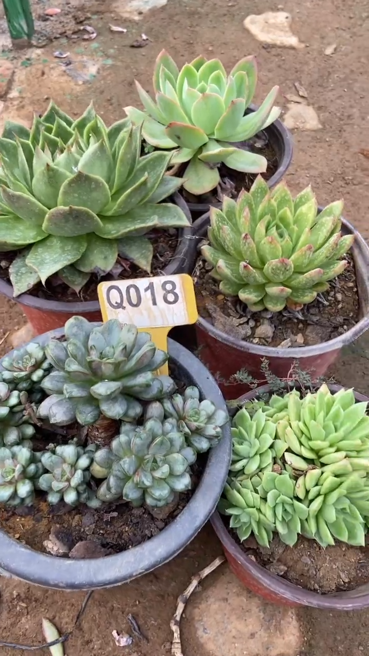 Q018多肉组合默认脱土发货