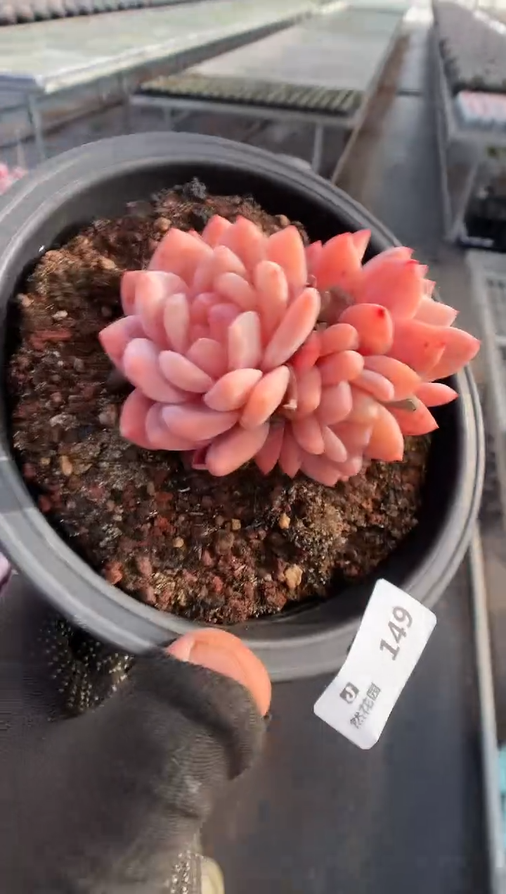 148雪天使一物一拍