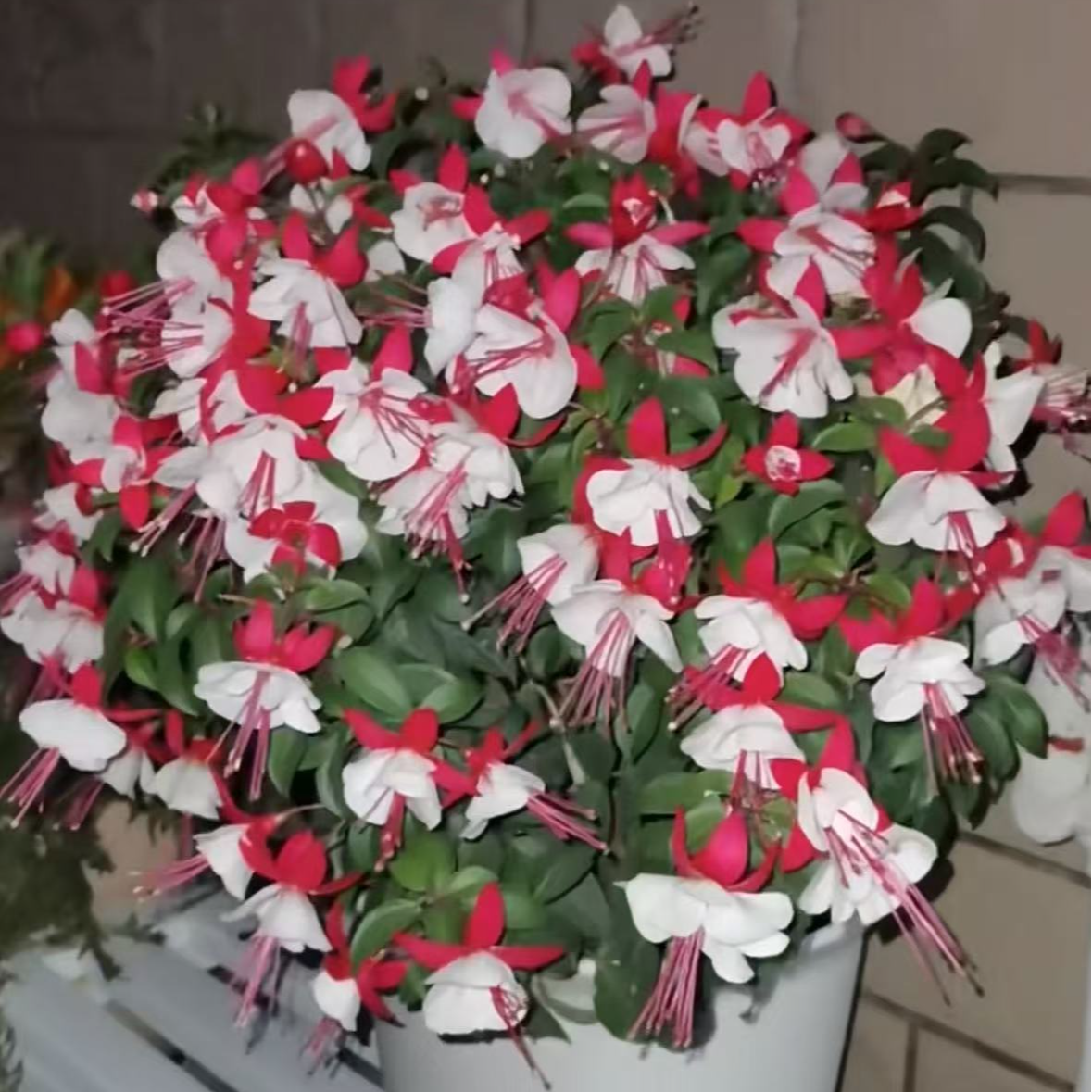 倒挂金钟【艾薇塔】灯笼花丛生开花机器耐热庭院阳台盆栽