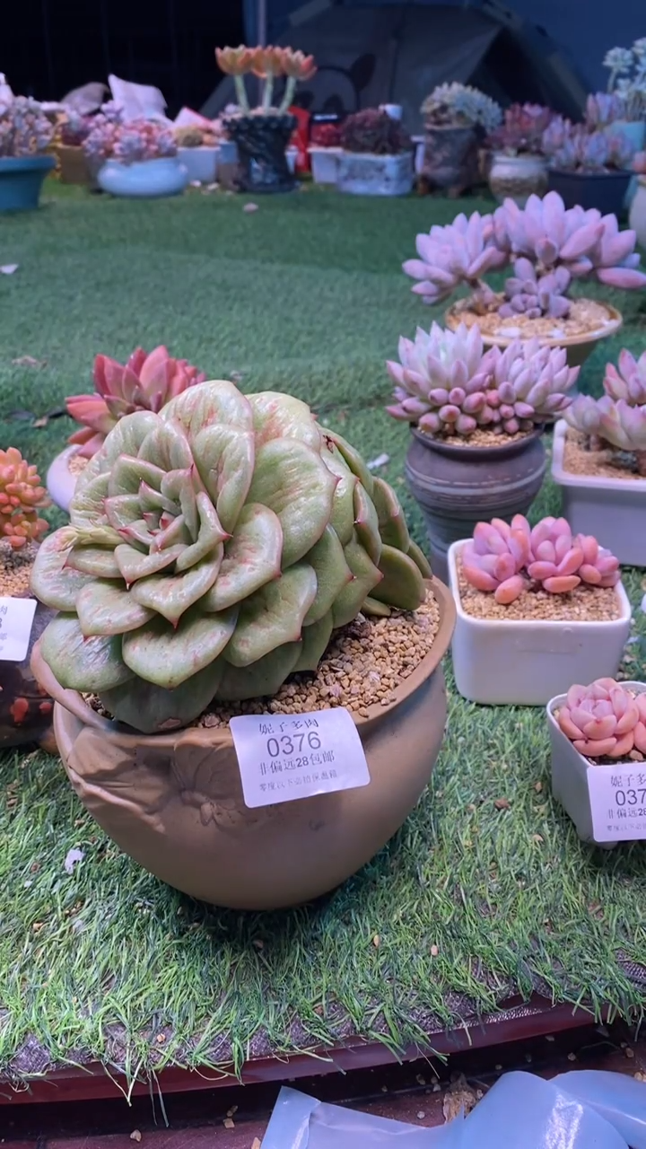 0376《满28包邮发货》