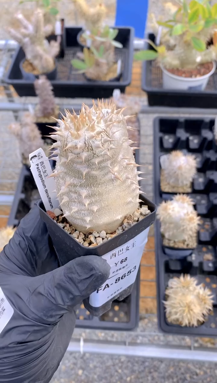 【闪购商品】西巴女王FA-8653