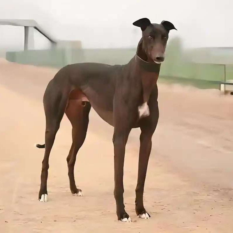 精品猎犬王活体链接