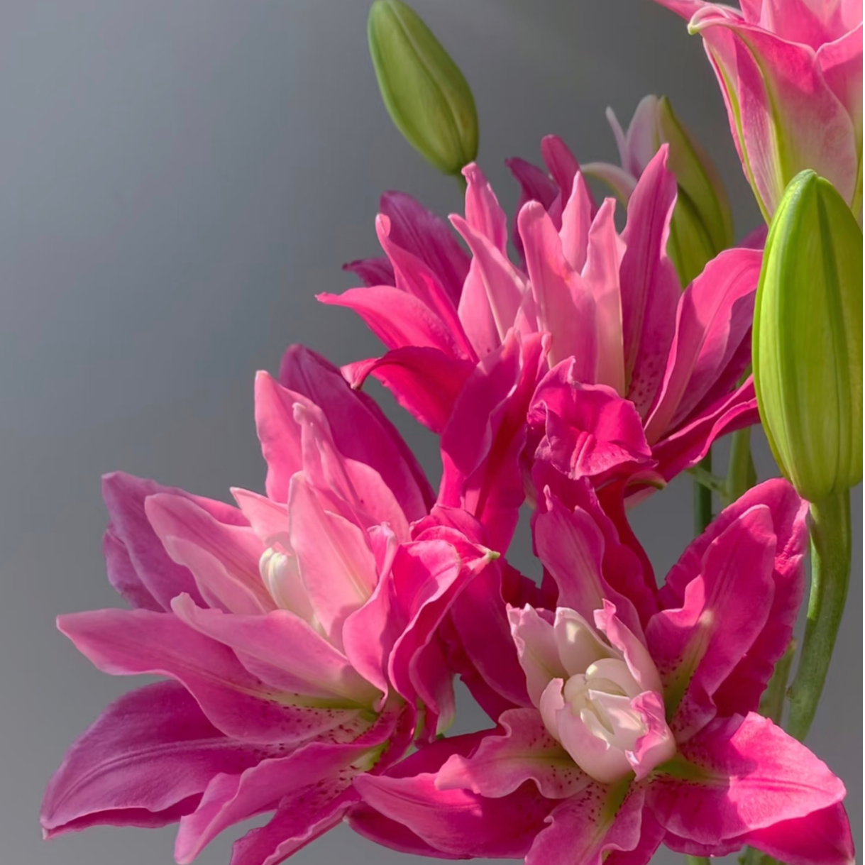 A级重瓣紫莲花百合高级轻奢居家百搭插花基地直发顺丰冷链包邮