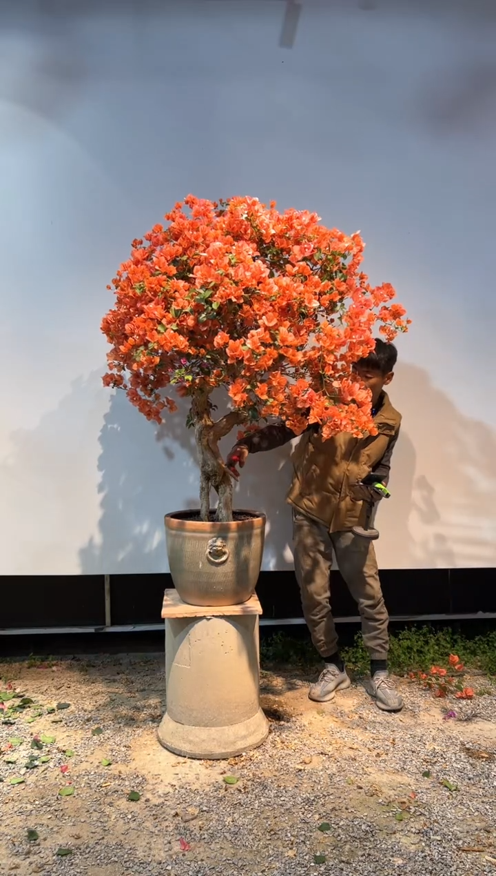 【闪购商品】aa932