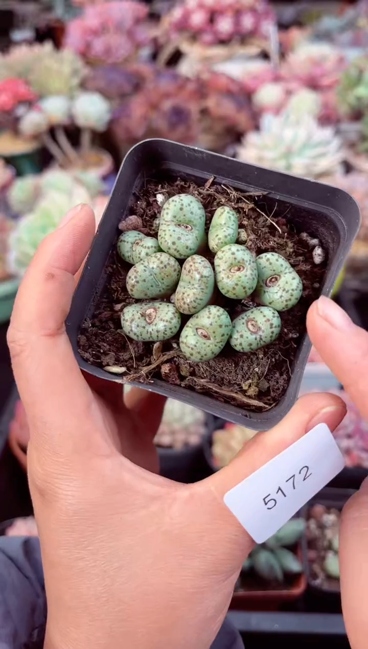 【闪购商品】5172墨肉赘系列