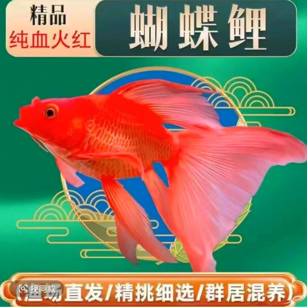 小胖蝴蝶鲤放漏链接