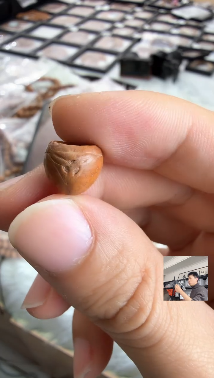 吊坠凤眼菩提4839