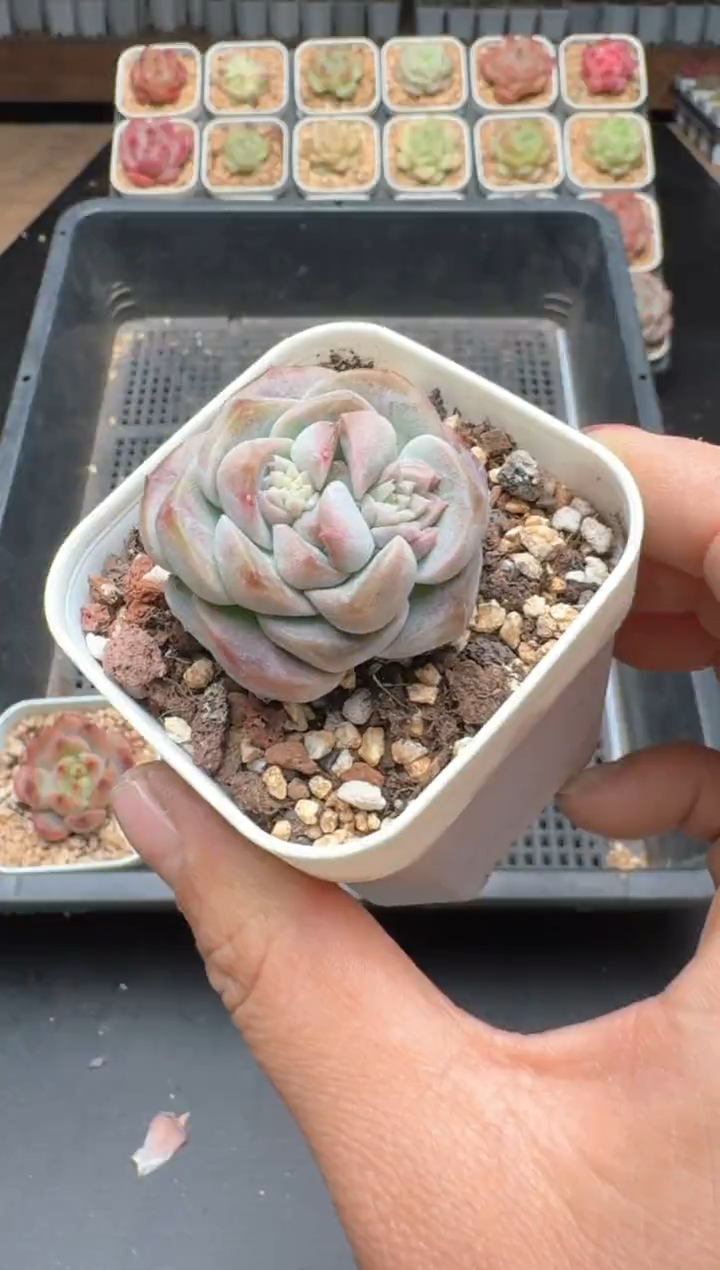 【闪购商品】899B物拍多肉带盆土5.5杯拍3颗包柚