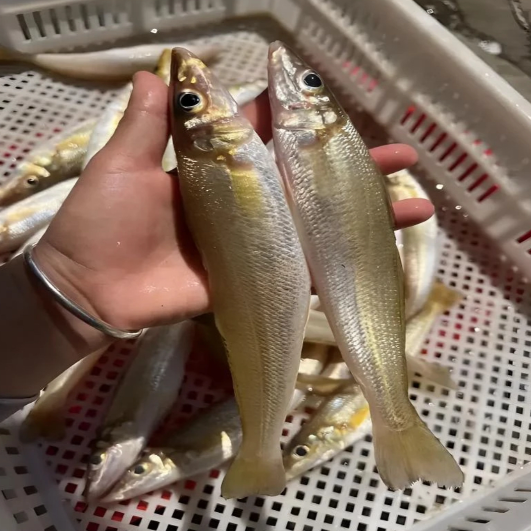 湛江本港沙丁鱼 一斤6-8条左右   抽真空速冻锁鲜发货 陆