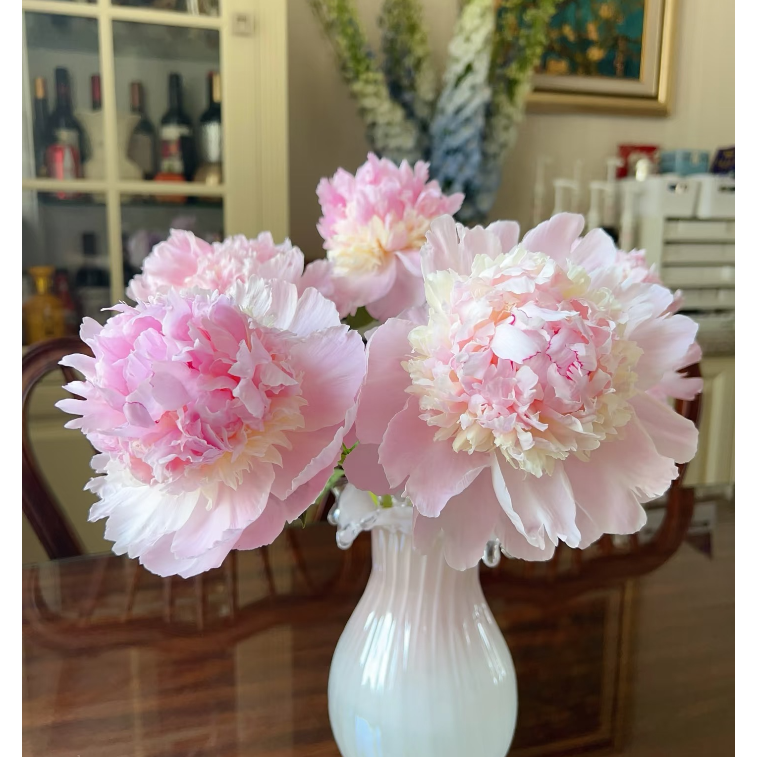 【花和优品】天使脸颊（收到带包装壳醒花哦）----芍药