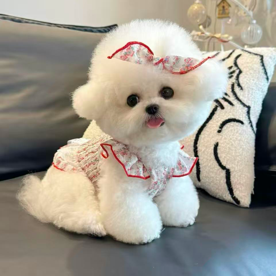 韩系萌宠定金链接