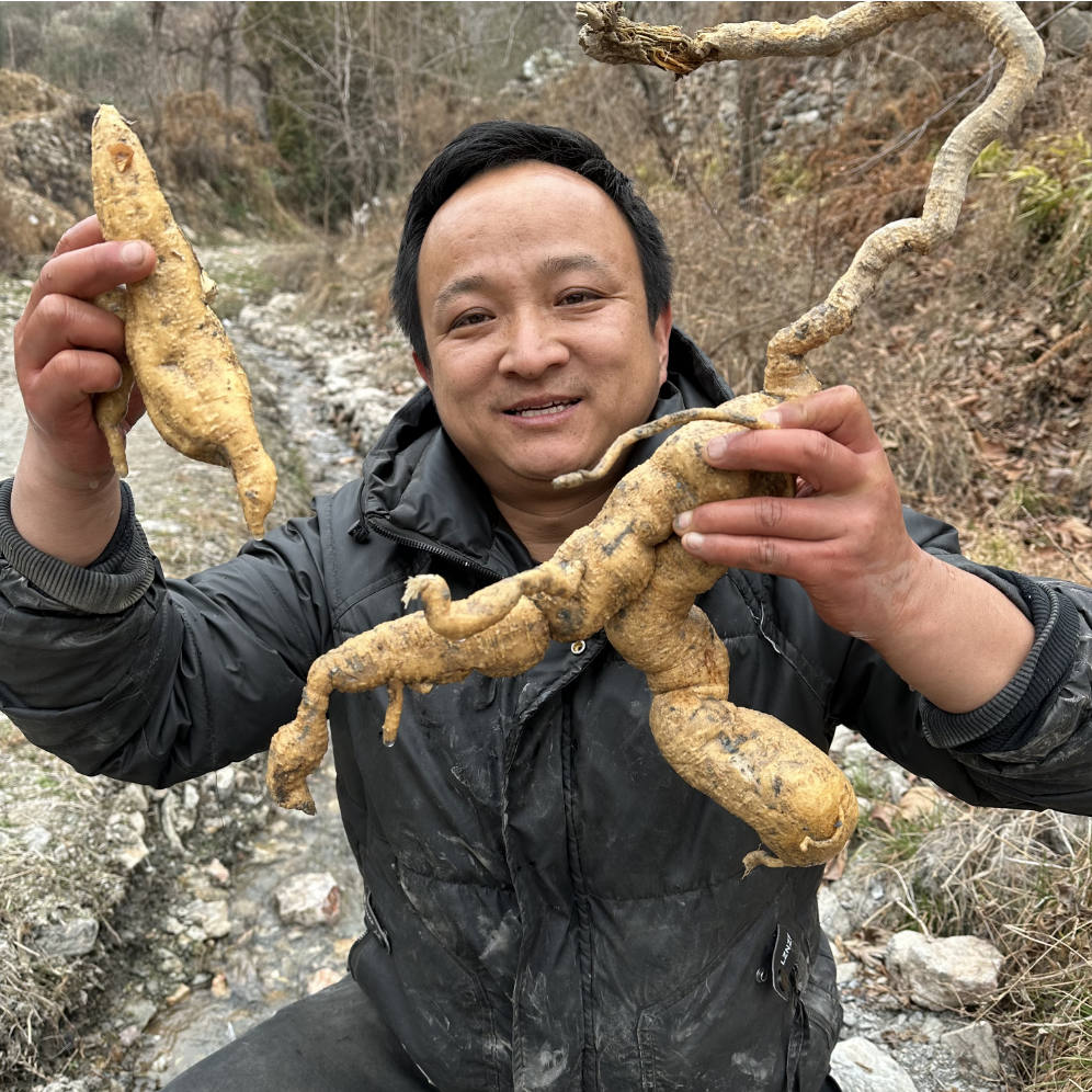 天花粉 河北天花粉 种植栝楼根瓜蒌根已切片大小片都有