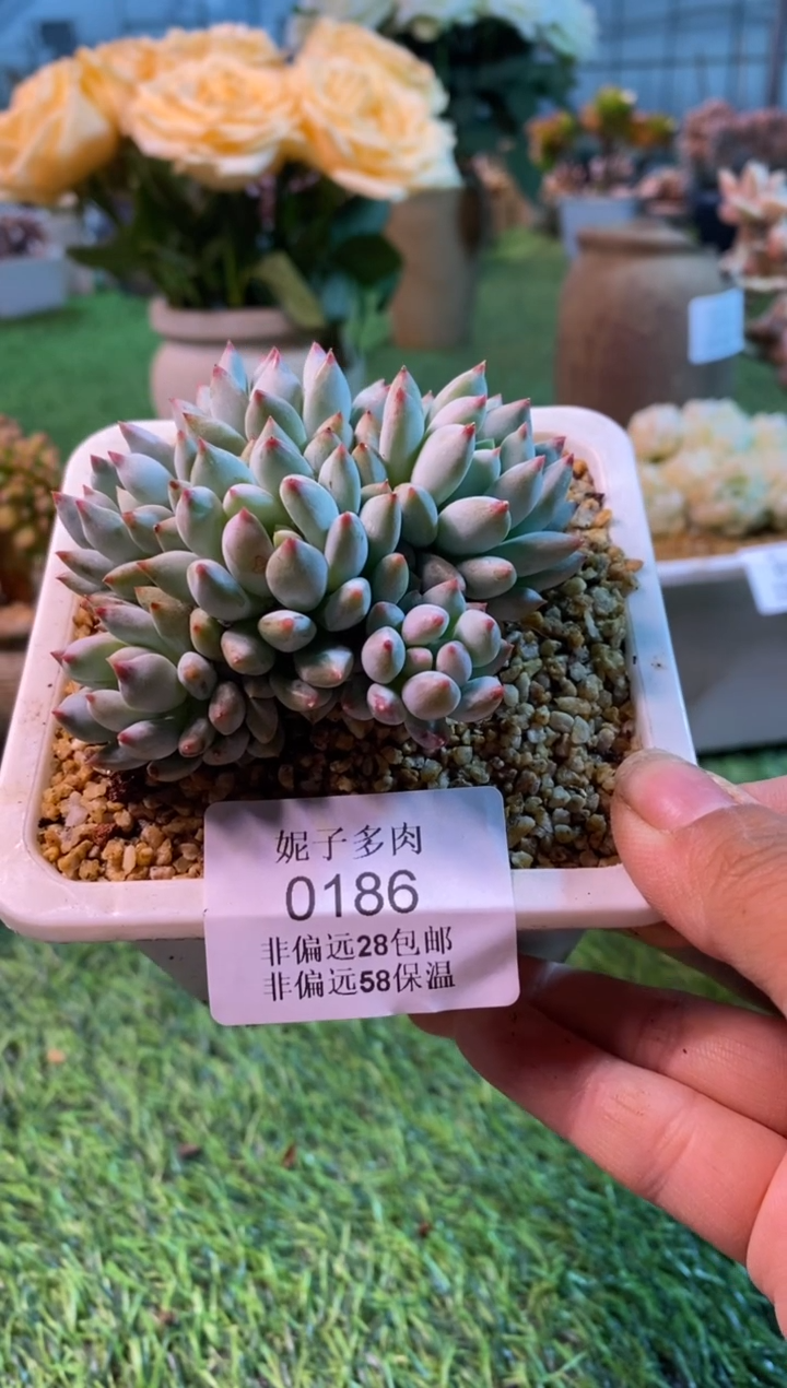 0186aa（满28包邮发货）