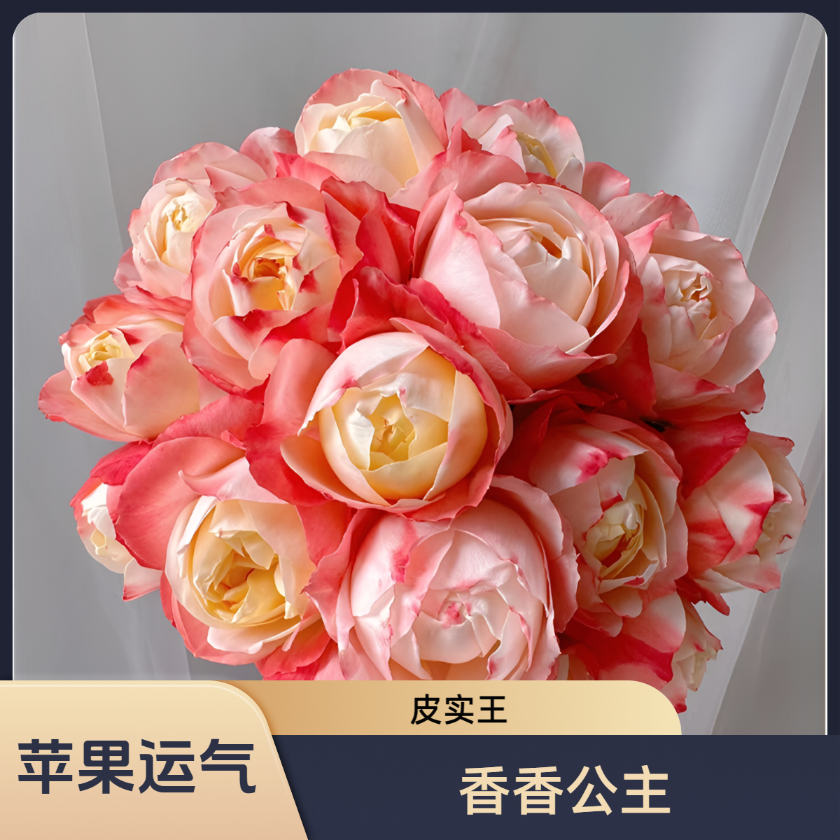 黑哥的花园四季开苹果运气月季苏琪公主杏粉复色阳台盆栽爆盆首选