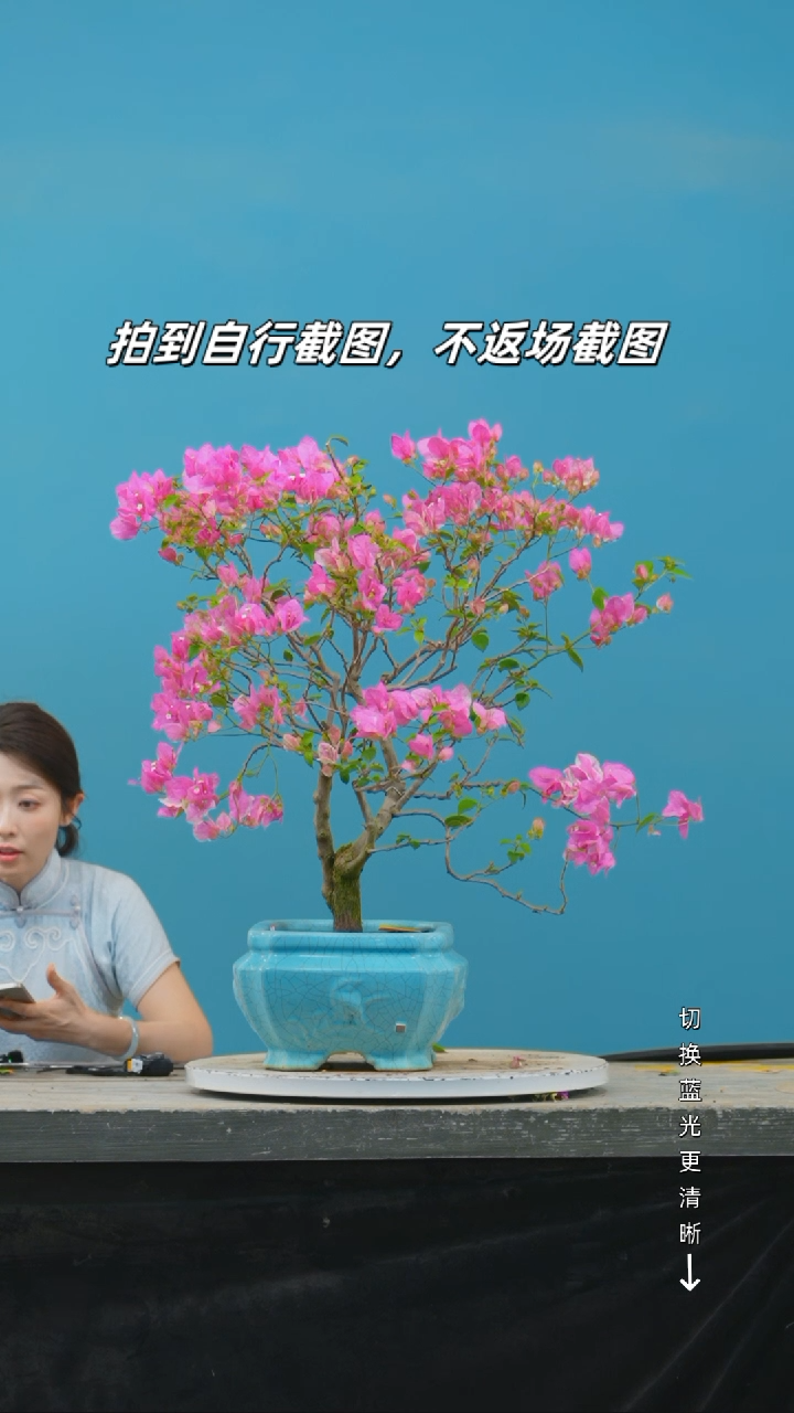 全部花朵罗*羊三角梅造型盆景漳红樱