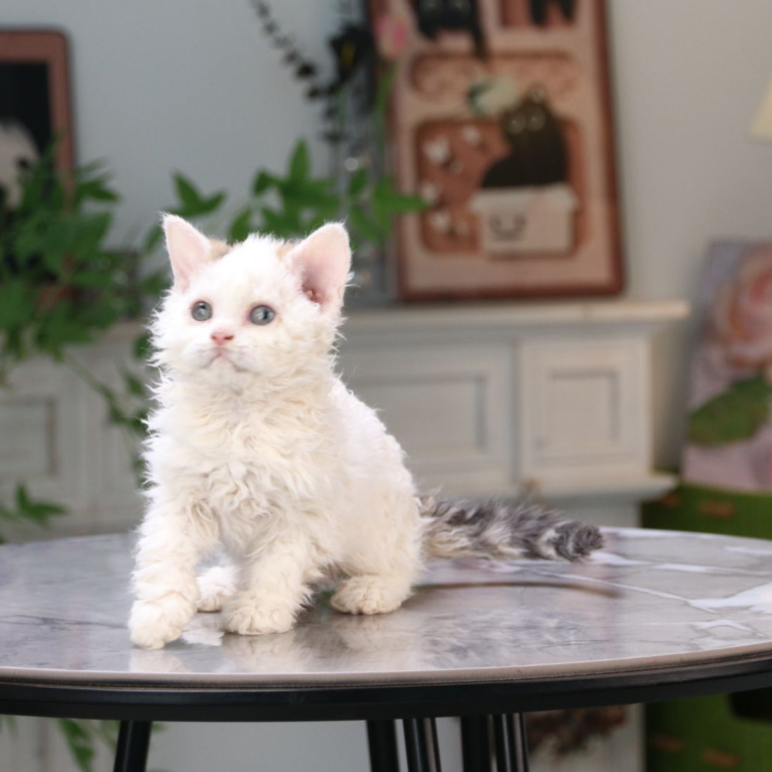 纯合赛尔凯克卷毛猫活体猫咪金加白妹妹