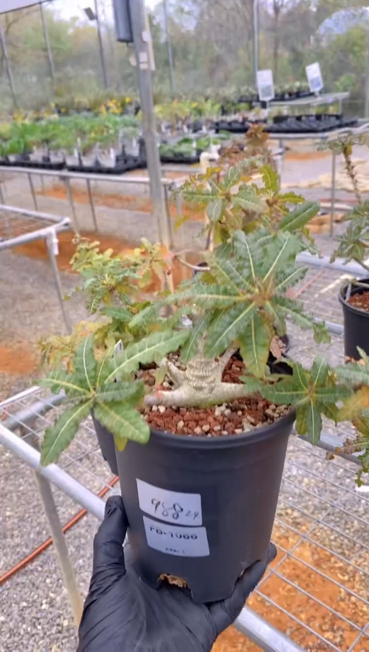 【闪购商品】娜娜乳香FB-1066