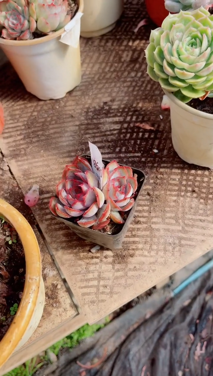 ?****࿐跃跃精品多肉09085