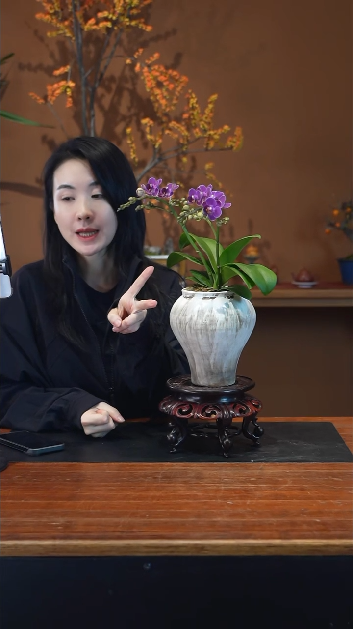 全部花朵蝴蝶兰盆景盆景盆景