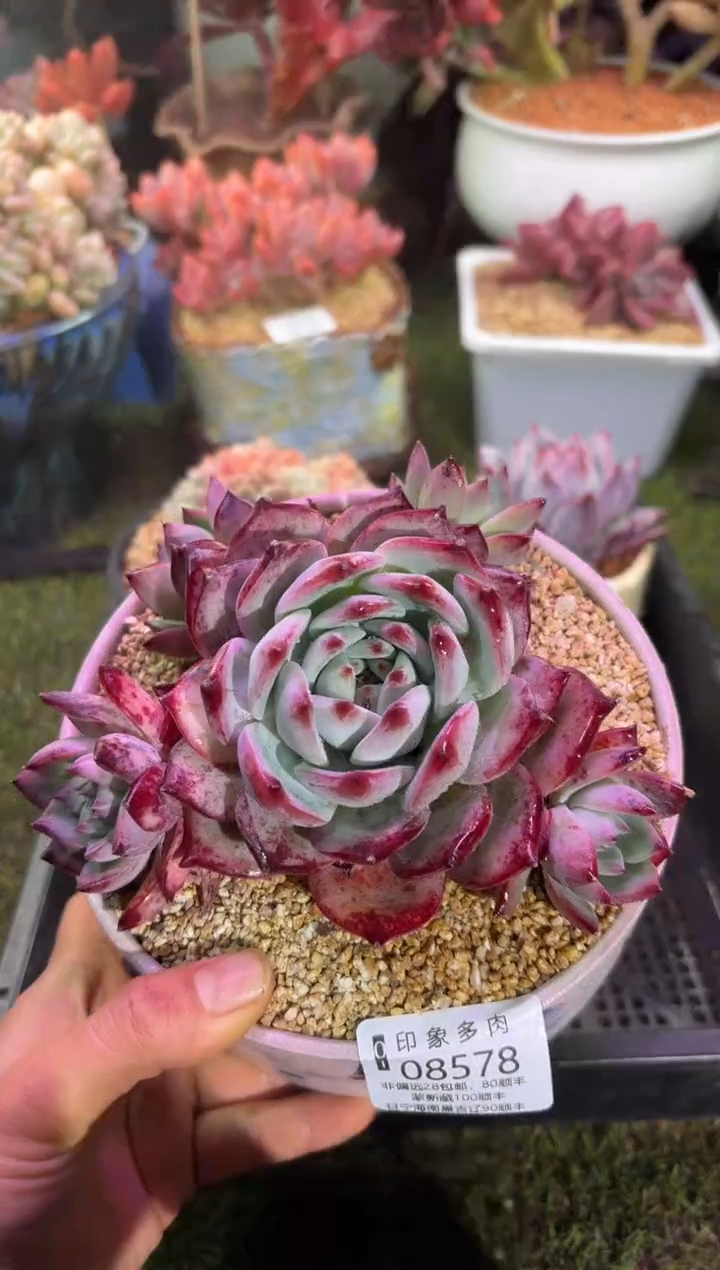 【闪购商品】08578