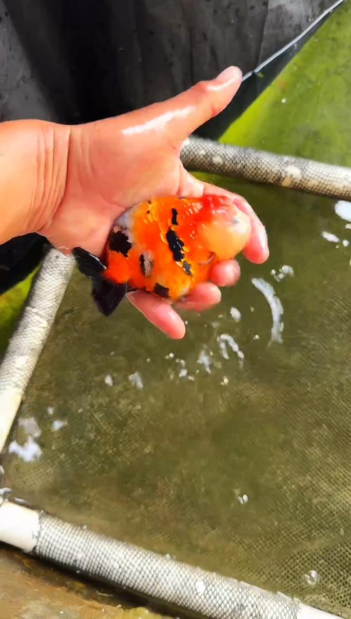 金鱼#*9水娃娃渔场兰寿观赏鱼 不包邮