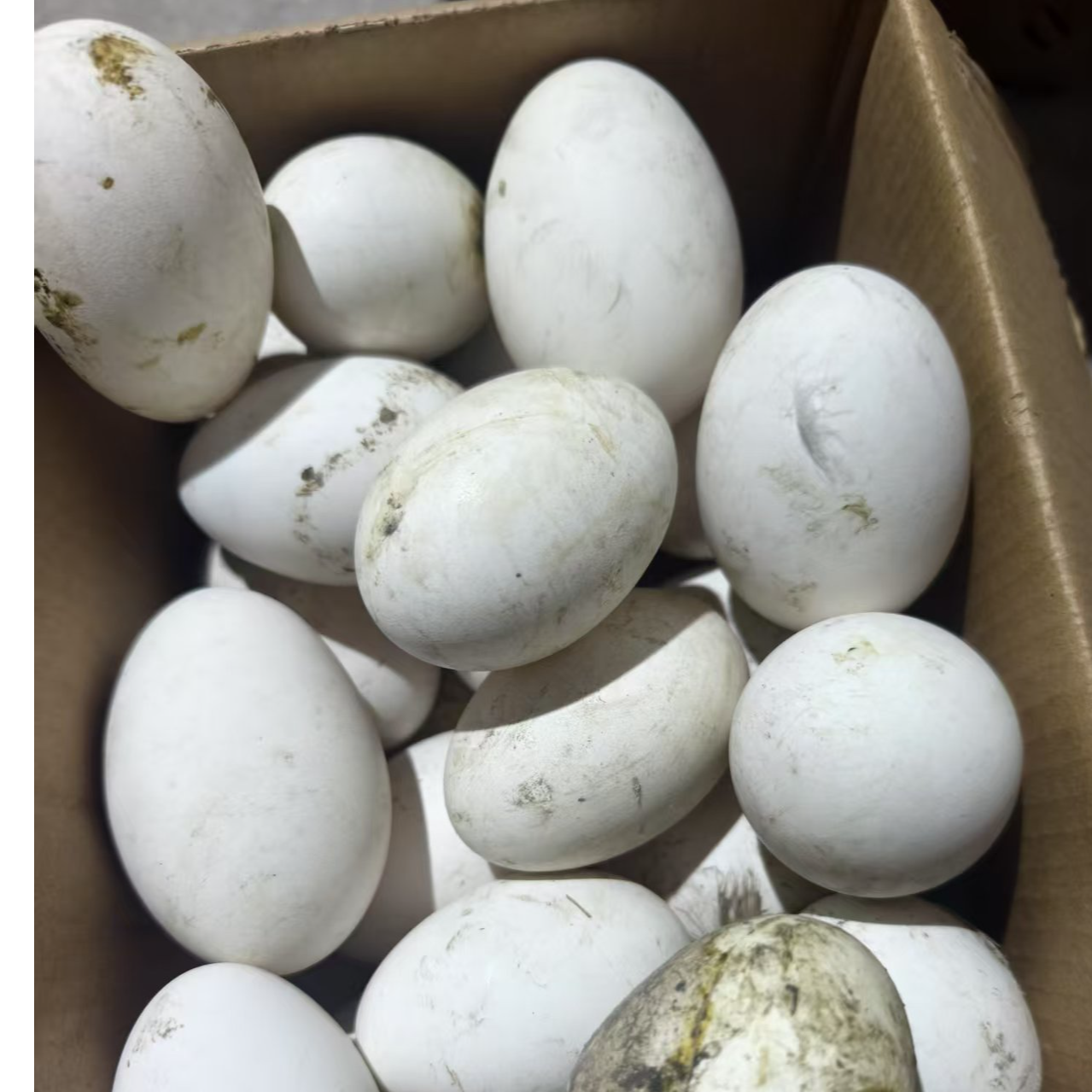 新鲜散养鹅蛋农家稻田放养土鹅蛋孕妇宝宝适用