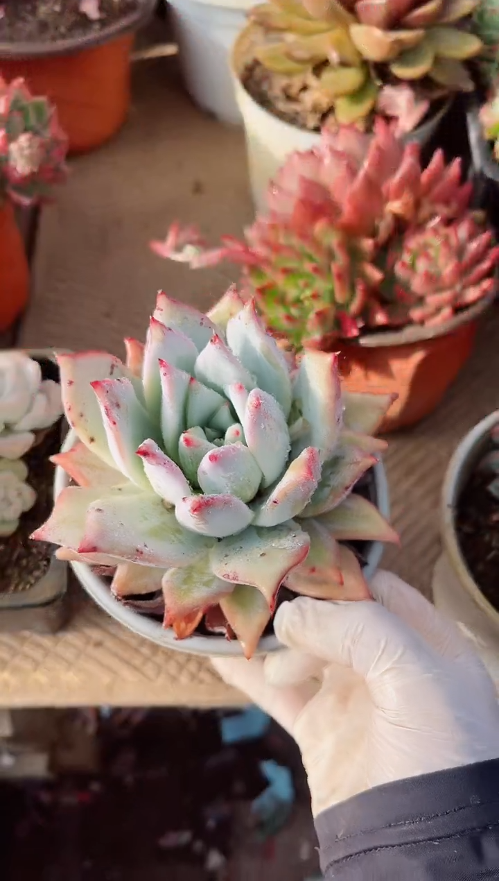 【闪购商品】02362