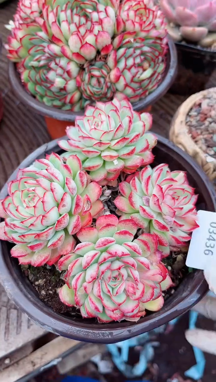 【闪购商品】03437