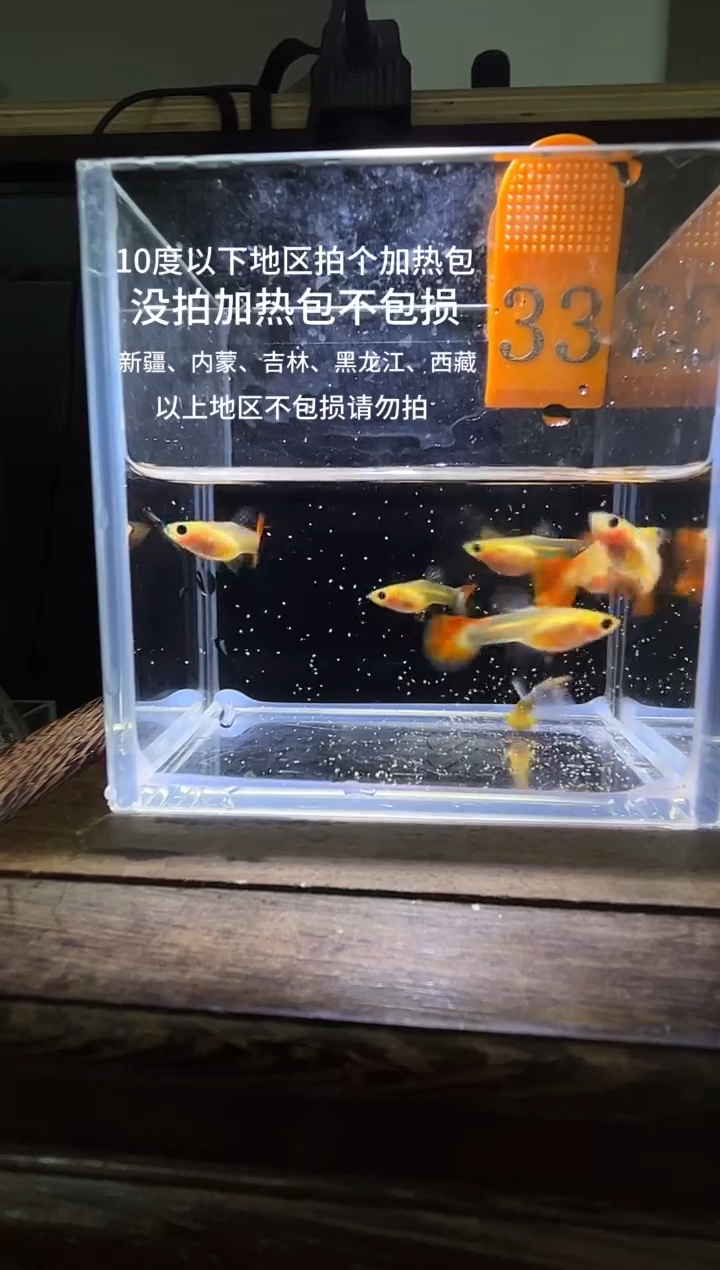 孔雀鱼黄肉跑红普通33