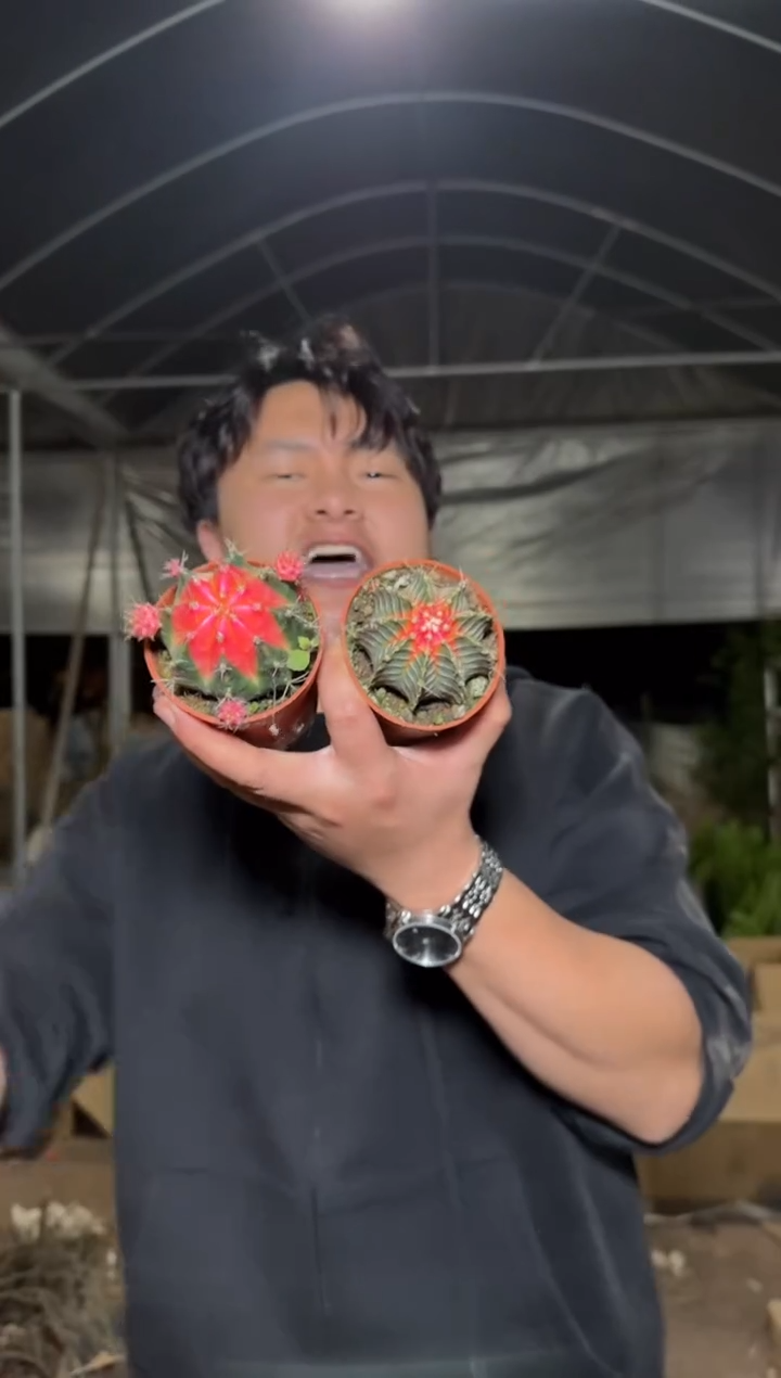 4颗 实生根 牡丹锦球 4-6cm