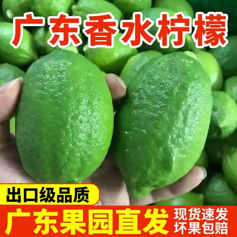 果园现摘现发广东无籽香水柠檬一级果奶茶店商用手打柠檬茶专用