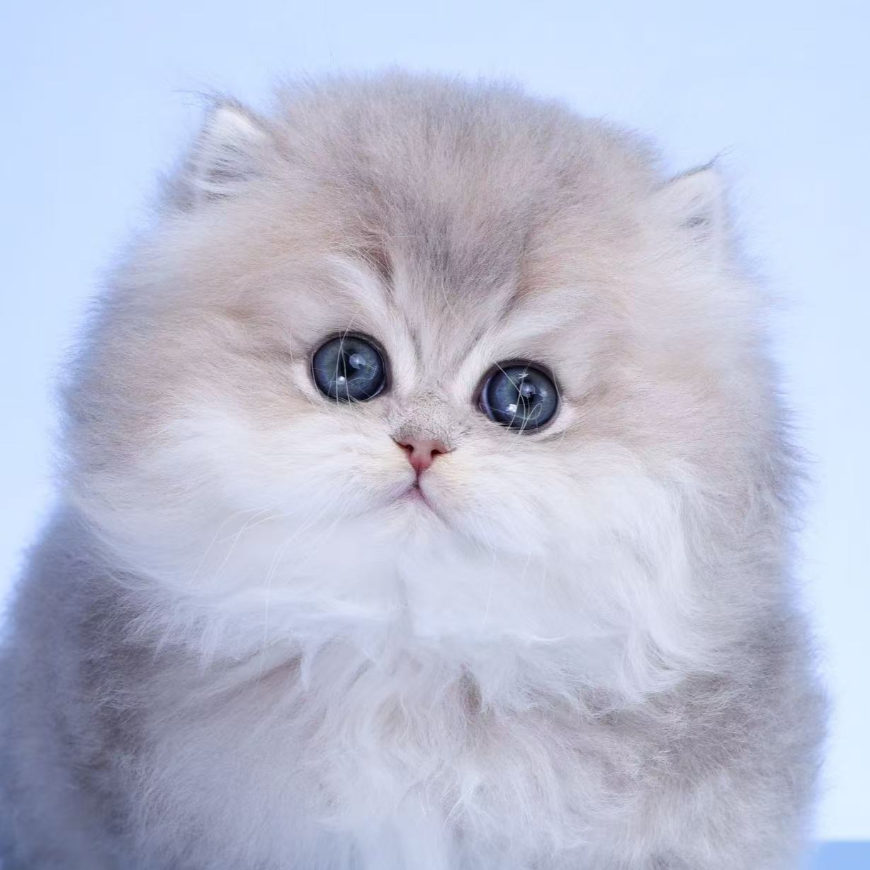 来了姊妹-蓝金英长猫 妹妹 14