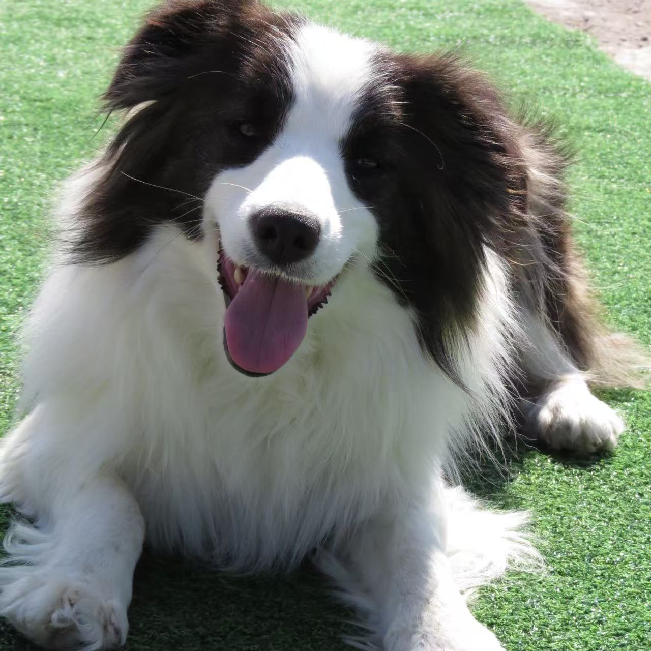 牛波一犬舍狗狗定金