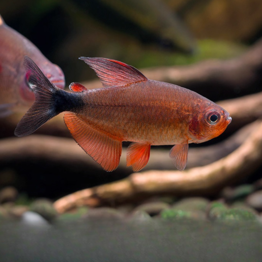 恶魔凯蒂宝狮灯灯鱼高端草缸南美小型热带观赏鱼稀有