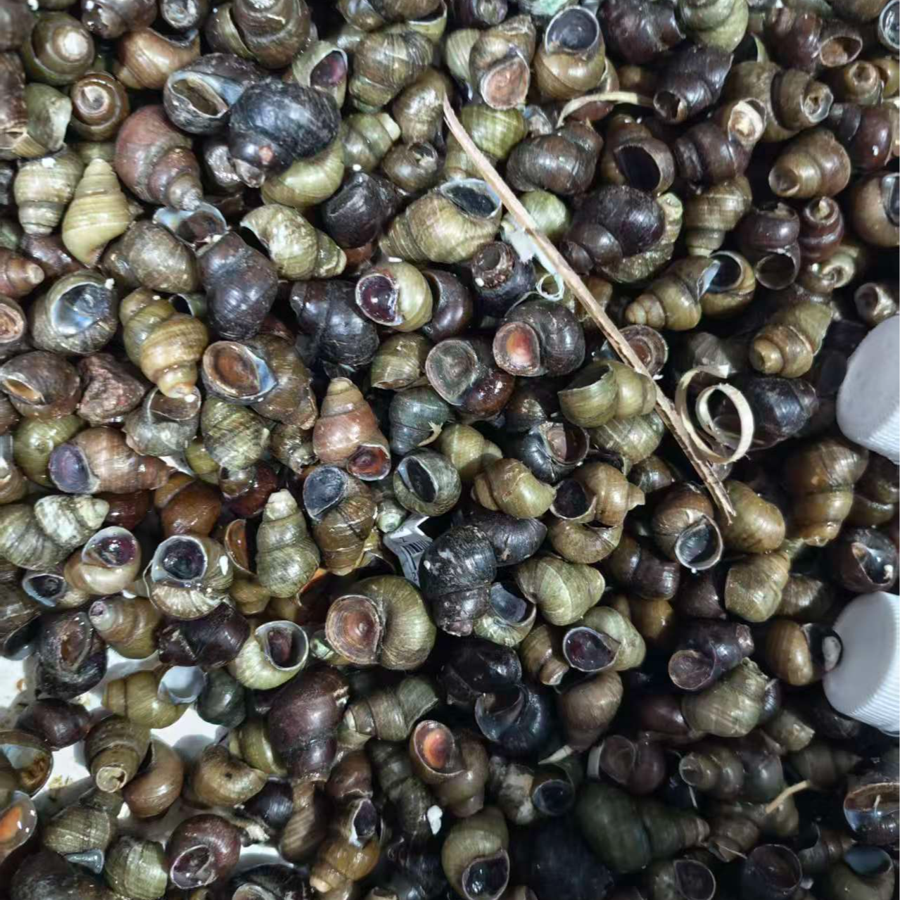 【水不同】田螺/公斤