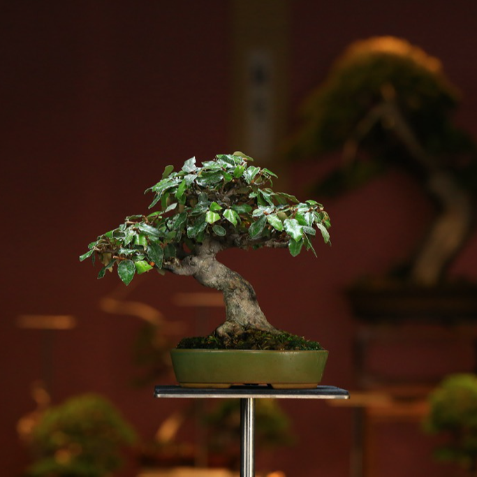日本进口 盆景盆栽   胡秃子