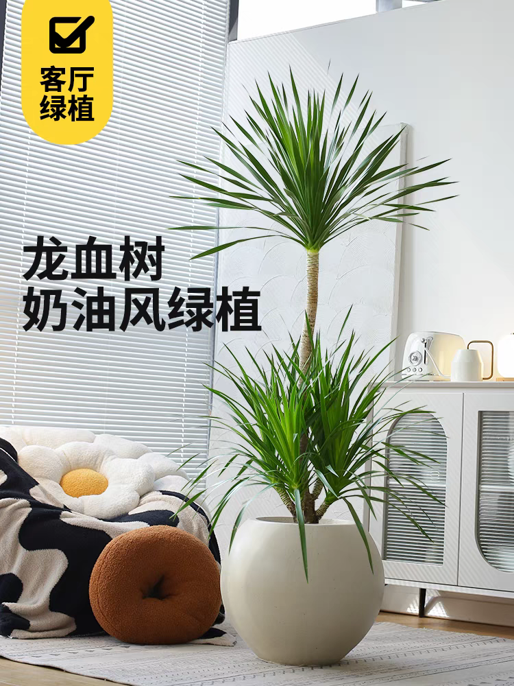 龙血树盆栽室内客厅绿植老桩好养花卉室外落地大型植物