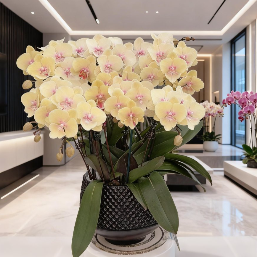 【永利黄金】-梦茜儿花坊蝴蝶兰绿植带盆