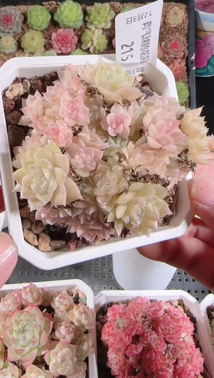 1203-215多肉群生不包整