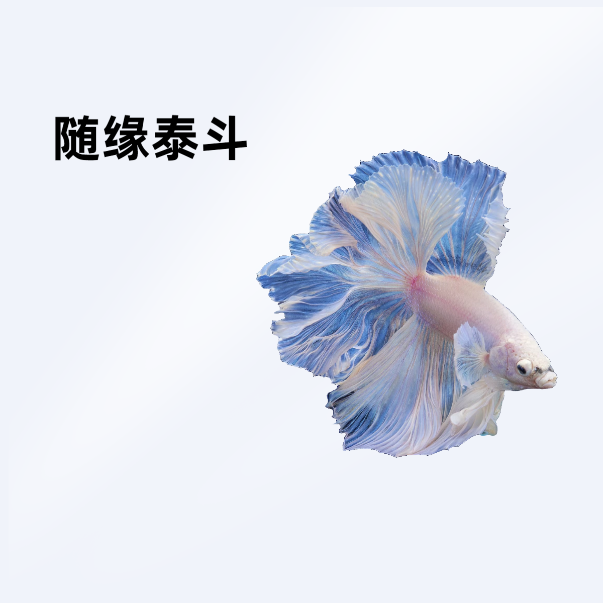 A15（337-360）随缘泰斗小型热带观赏鱼（直播间选鱼）