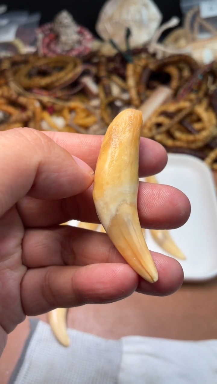 骆驼牙吊坠思**厚杂件226-骆驼牙吊坠