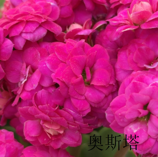 120奥斯塔长寿花  