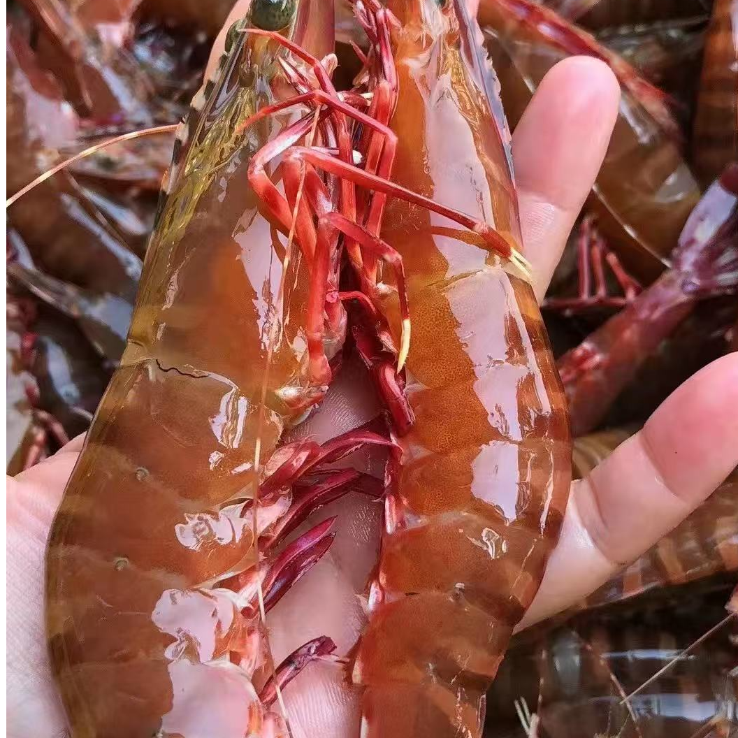 T野生超大号红爪虾，花虎虾，一斤6-8只，净重两斤顺丰