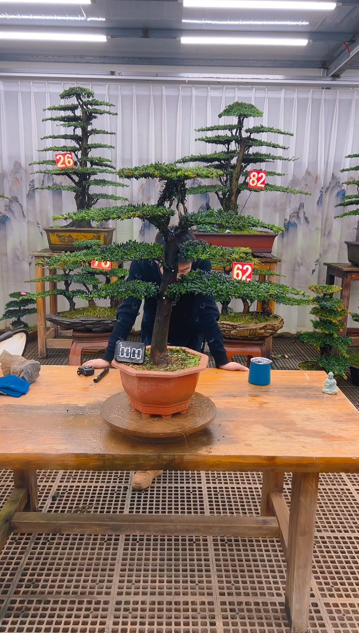 无花朵精品盆景直播间一物一拍