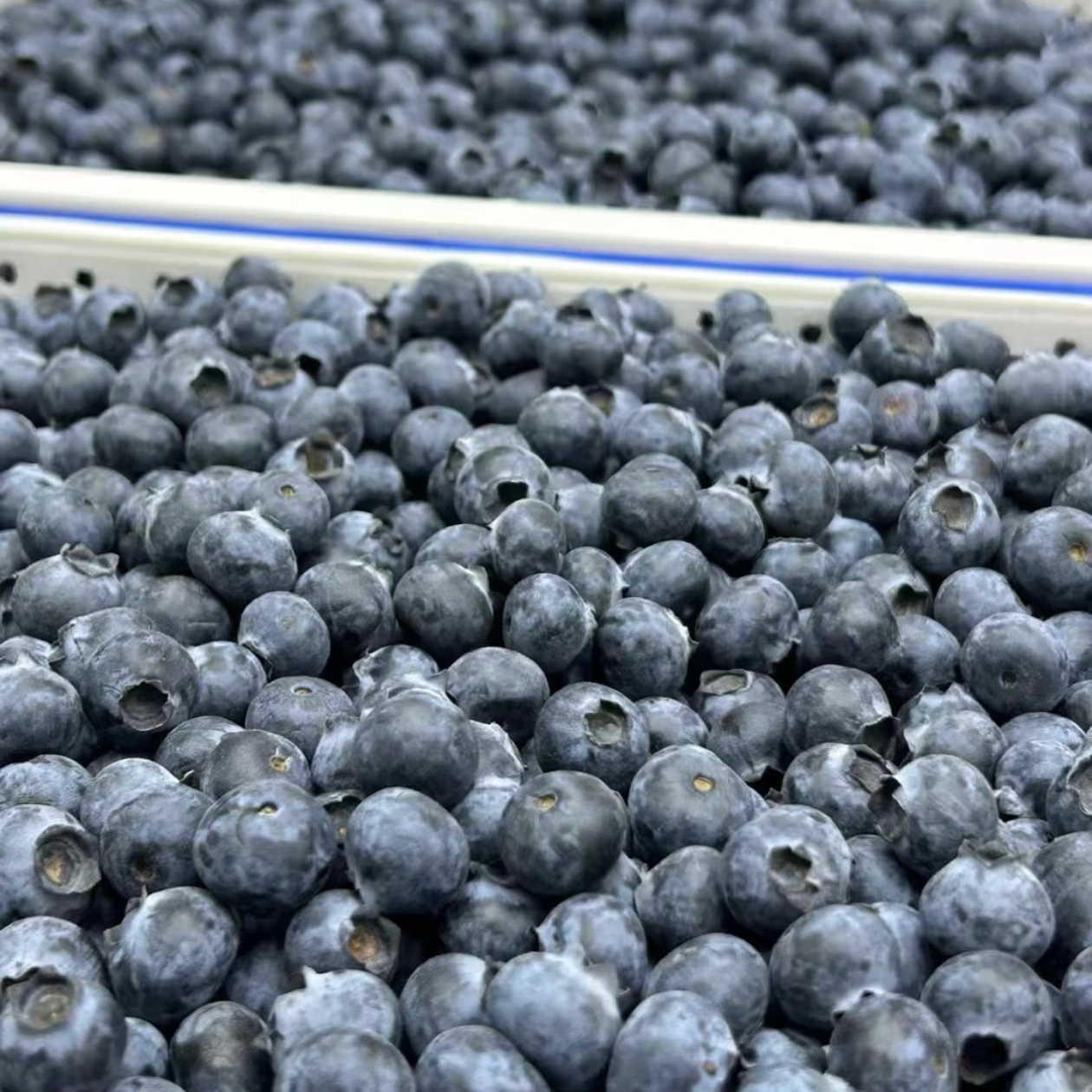 丹东小糖豆蓝莓L25净重350g（单果15～18mm）辽宁省