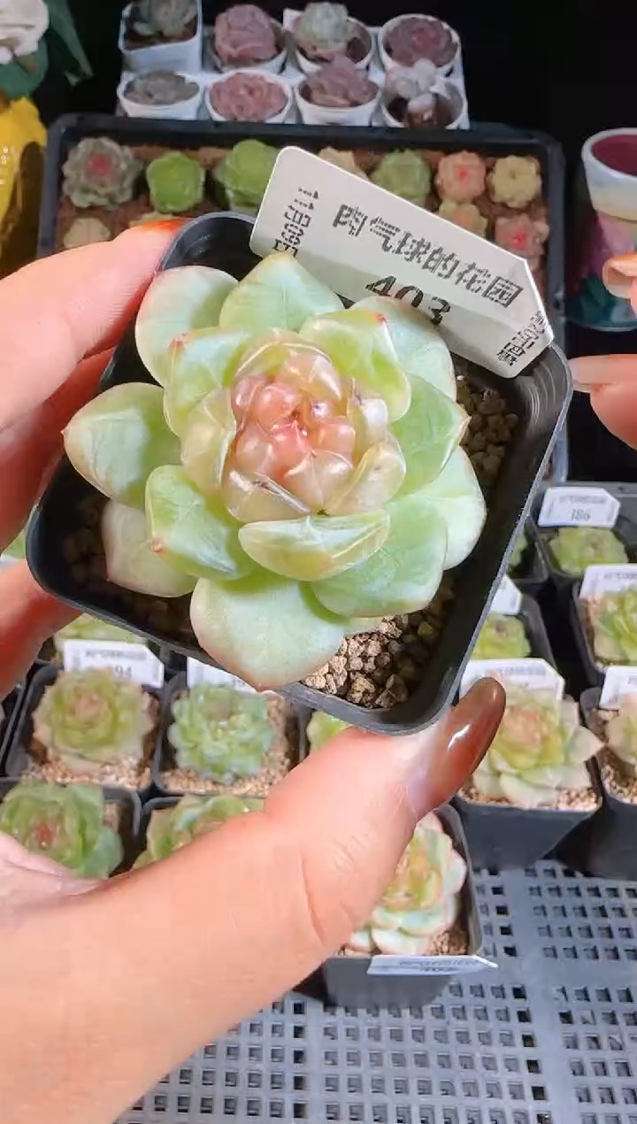 1109-403有瑕疵麦秆群不包整