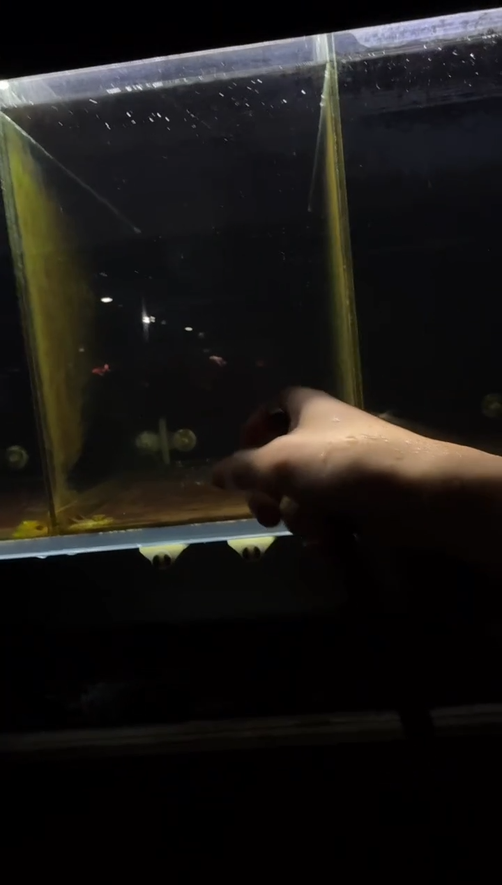 蝴蝶鲤鱼_*黄金蝴蝶鲤